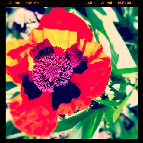 Wuthering Iris My Week In Instagrams