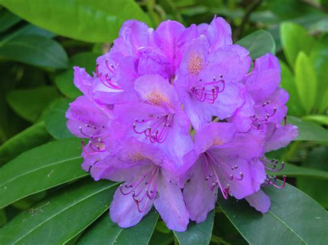 Purple Azalea Flower Photograph By Tosca Weijers Pixels
