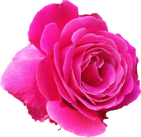 Free Photo Rose Pink Love Valentine Lovely Free Image On Pixabay