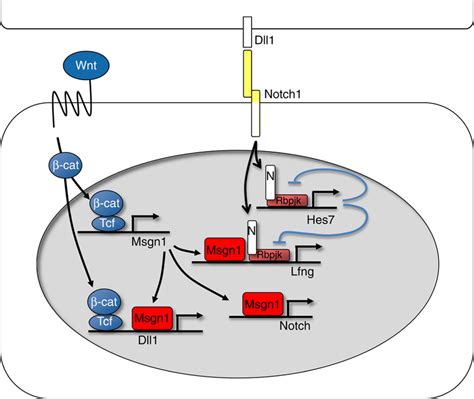 Schematic Model Of The Regulation Of Notch Pathway Genes And The Download Scientific Diagram