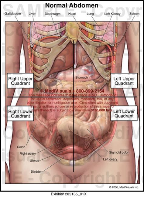 Copyright 2019 anatomy360 site development by the ecommerce seo leaders | all rights reserved. Normal Abdomen Medical Illustration