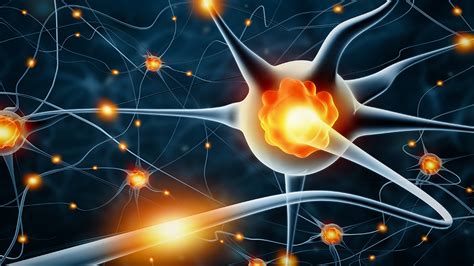 What Is Neurogenesis Definition Mechanisms And Its Role In Brain