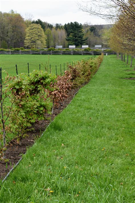 The Martha Stewart Blog Blog Archive Planting European Beech Trees
