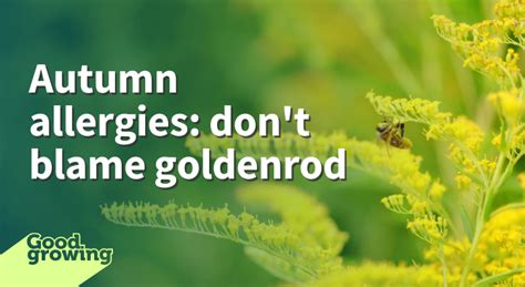 Autumn Allergies Dont Blame Goldenrod Illinois Extension Uiuc