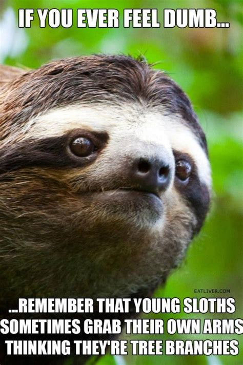 Lol Baby Sloth Cute Sloth Baby Otters Funny Cute Hilarious Funny