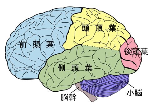 ファイル:Brain diagram ja.png - Wikipedia