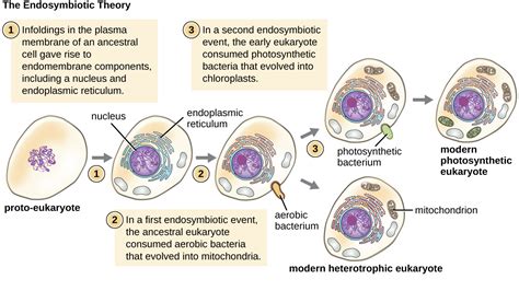 Foundations Of Modern Cell Theory · Microbiology