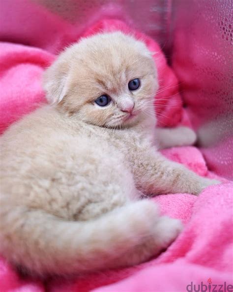 Beautiful Scottish Fold Kitten Cats 104968529