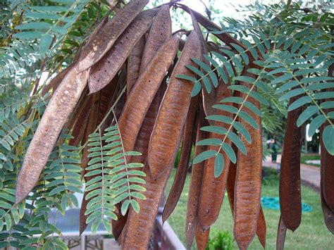 Poinciana Facts And Medicinal Uses