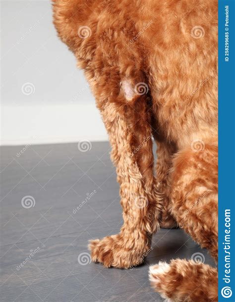 Dog With Alopecia Or Bald Spot Stock Image Image Of Care Hair
