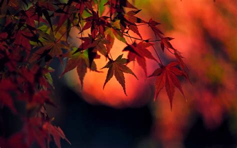 Sunset Red Japanese Maple Leaves Mac Wallpaper Download Allmacwallpaper