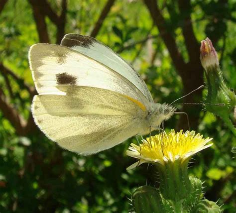 Large White Butterfly Nature Cultural And Travel Photography Blog