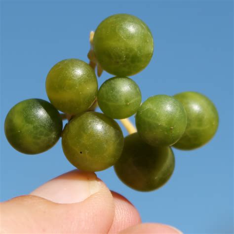 Deaflora Greenberry Samen