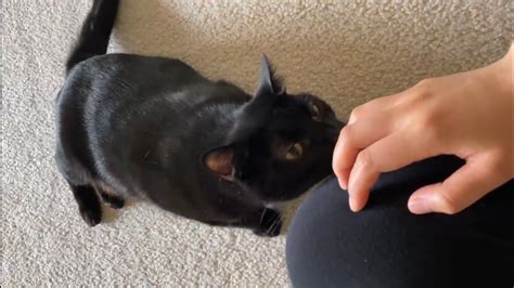 Clingy Cat Want To Pet And Walked Away When She Done Youtube