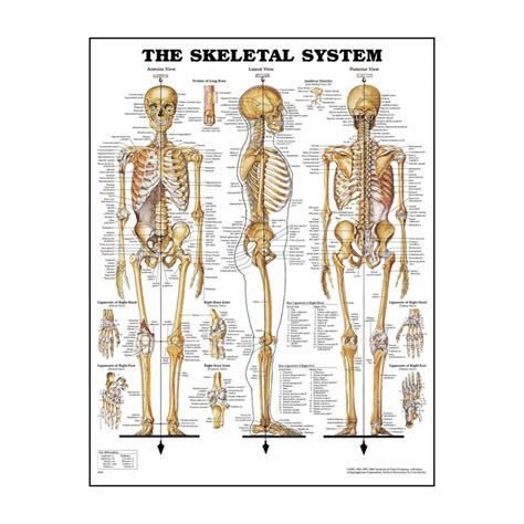 The Skeletal System 20 X 26 Laminated Chart Medwest Medical Supplies