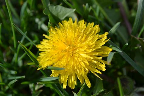 Dandelion Is One Of The Most Commonly Know Broadleaf Weeds