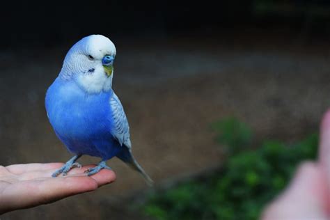 What To Know About Keeping A Blue Parakeet As A Pet Petvblog