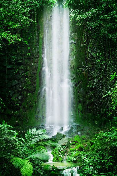 Best Tropical Rainforest Waterfall Stock Photos Pictures And Royalty