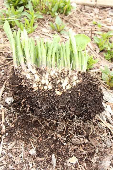 The Easiest Way To Divide Hostas And Transplanting Tips Garden Bulbs