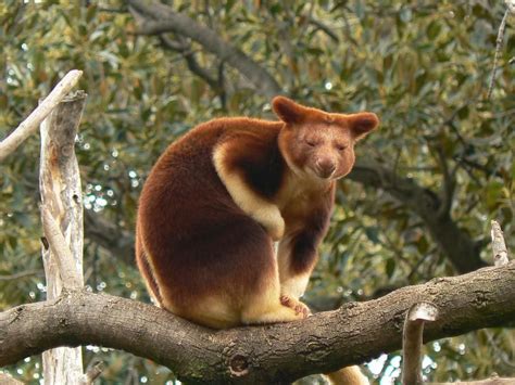 Tree Kangaroo Animals Mammals Kangaroo