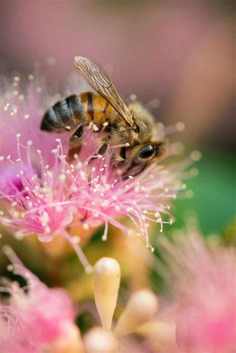 9 Honey Bee Spiritual Meanings And Symbolism