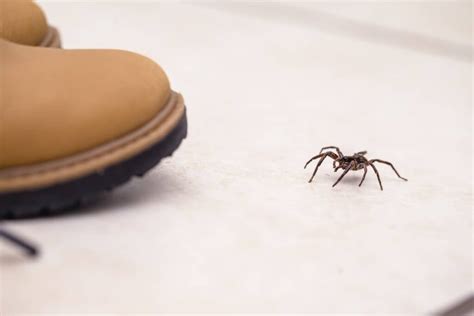 Wolf Spider Vs Brown Recluse Know The Difference Inside And Out Pest