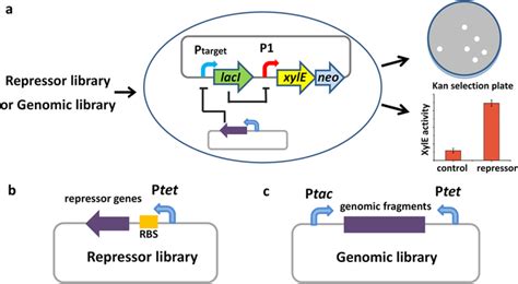 Schematic Illustration Of The Genetic Biosensor A Principle Of The
