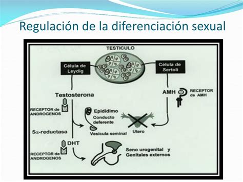 ppt neuroendocrinologÍa del desarrollo madurez sexual dimorfismo sexual y sus variantes