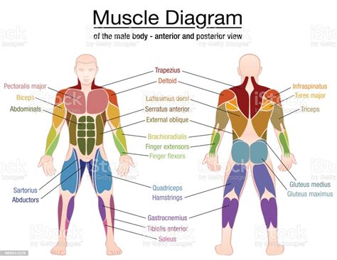 Muscle Diagram Most Important Muscles Of An Athletic Male