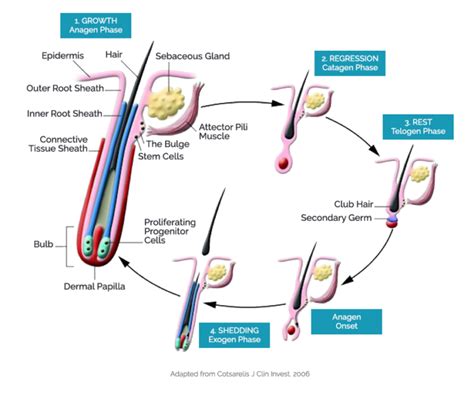 Hair Follicle Biology Stemson Therapeutics