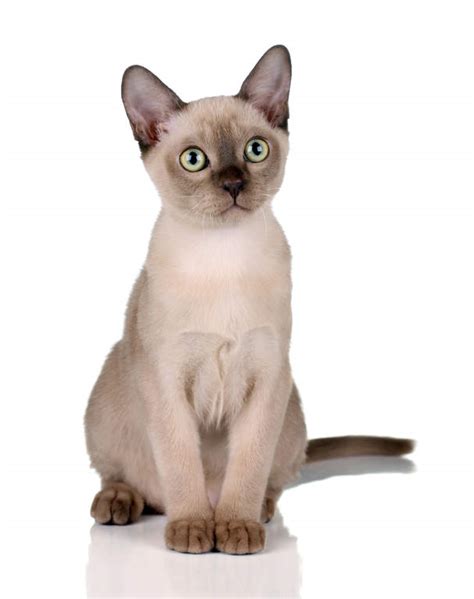 Burmese Cats Breed Information Omlet