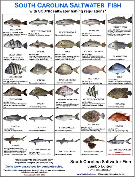 South Carolina Fish Identification Chart