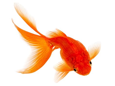 Goldfish Png Transparent Image Download Size 1024x768px