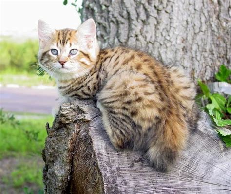 American Bobtail Cat Cute Cats