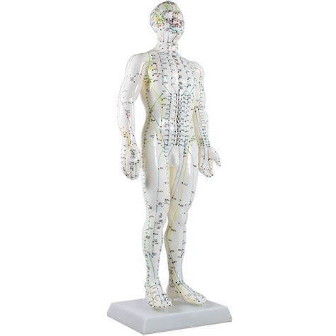 Model Human Body 50cm Male Acuneeds Australia Acupuncture TCM