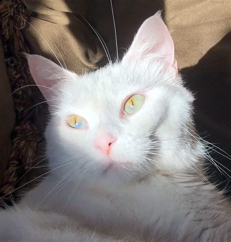 Cat Chit Chat Sectoral Heterochromia In An All White Cat