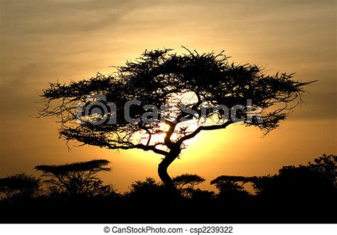 Acacia Tree Sunset Serengeti Africa Sun Setting Over Serengeti