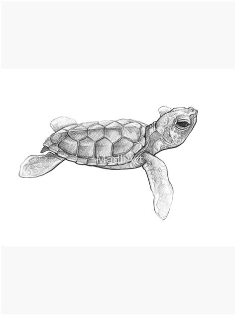Green Sea Turtle Art Illustration Monochromatic Pencil Line Sketch