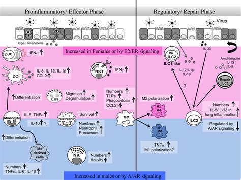 Frontiers Sex Hormones Regulate Innate Immune Cells And Promote Sex Differences In Respiratory