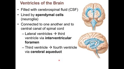 Chapter 13f Cns Ventricles And Csf Youtube