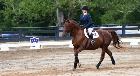 Alexander Named Ncea Equifit Flat Rider Of The Month Auburn