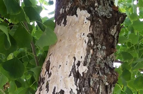 This Kind Of Mold On A Tree Is A Signal That There Is Dead Tissue Within