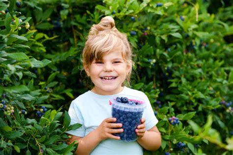 Little Girl Picking Blueberry Stock Photos Pictures And Royalty Free