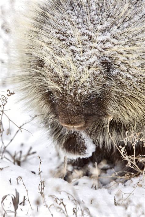 Porcupine In Snow Stock Image Image Of Moving Quills 14397847