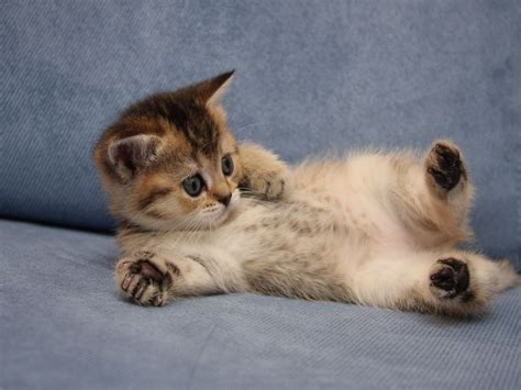 Beautiful Animals Bing Images Kittens Cutest Baby Cats Kitten