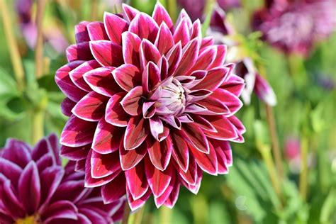 Top 9 Most Beautiful Flowers In The World You May Not Know Knowinsiders