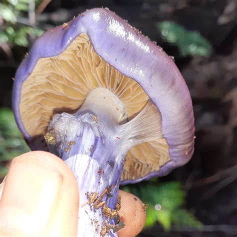 Id Request Cubensis Or Very Unusual Lactarius Sp Mushroom Hunting