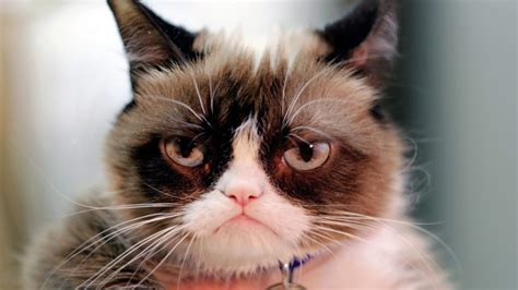 Internet Sensation Grumpy Cat Has Died At Age 7 Ctv News