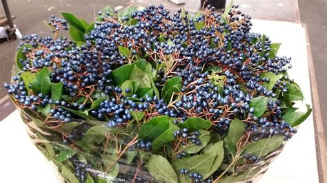 Viburnum Blueberry Available At Barendsennl Berry Bouquet