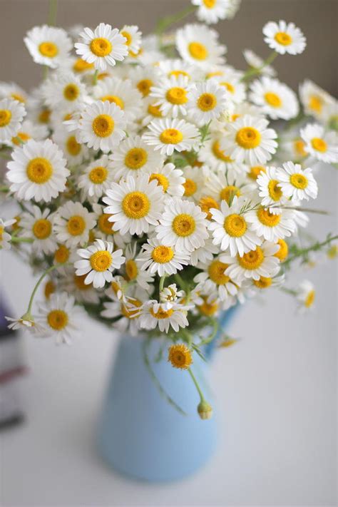 Daisies In Vase By Nohut Photography